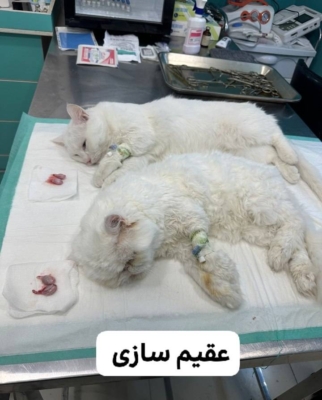 عقیم‌سازی حیوانات خانگی