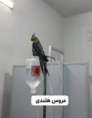 خدمات انگل‌زدایی و ضدعفونی
