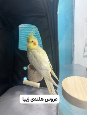 واکسیناسیون سگ و گربه