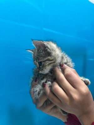 غذا های مناسب گربه خیابانی