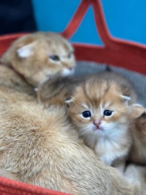اصول نگهداری و مراقبت از بچه گربه